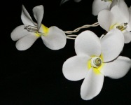 White Frangipani Style - LONG lead 10 Metres 100 lights LED fairy lights